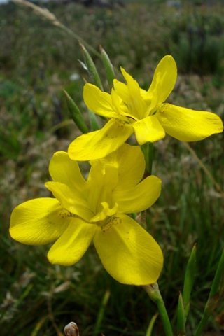 Moraea ramosissima round-tipped tepals